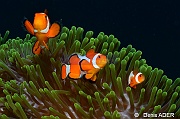 Amphiprion ocellaris Heteractis magnifica-Moga Channel Balise-20m-20180529-Denis-ADER-DSC_1691_tn